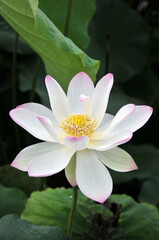 Blossoming lotus flower