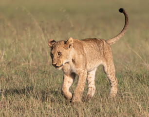 Fototapeta premium Lions of Kenya - Wildlife photographs from Maasai Mara National Reserve, Kenya