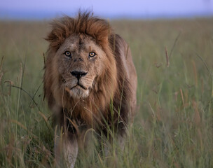 Lions of Kenya - Wildlife photographs from Maasai Mara National Reserve, Kenya
