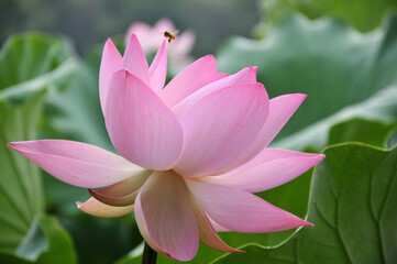 Blossoming lotus flower