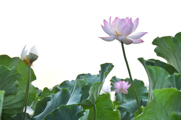 Blossoming lotus flower