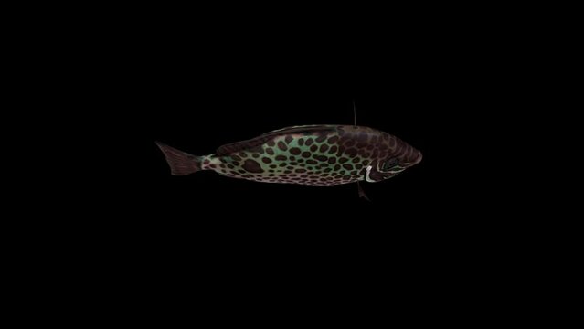 Guttatus Fish Top View animation.Full HD 1920&times;1080.8 Second Long.Transparent Alpha video.LOOP.