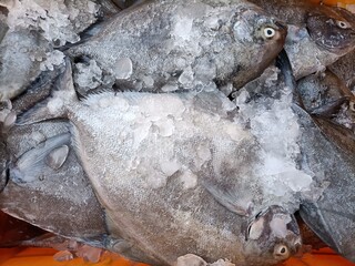 fresh  brown fish on ice