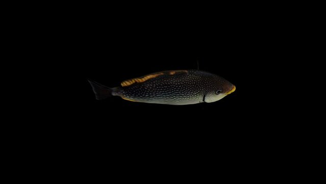 Javes Fish Top View , animation.Full HD 1920&times;1080.8 Second Long.Transparent Alpha video.LOOP.
