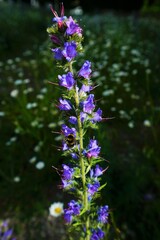 Common viper's bugloss on a blooming meadow in June       