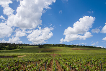 Le vignoble de Beaune. Des vignes de Bourgogne au printemps. Un paysage de vignes. Un vignoble en C&ocirc;te-d'Or.