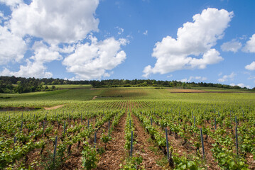 Fototapeta na wymiar Le vignoble de Beaune. Des vignes de Bourgogne au printemps. Un paysage de vignes. Un vignoble en Côte-d'Or.