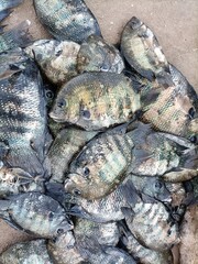 A group of Black and White Fish in Tamil Nadu fresh fish 