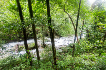 Pure nature in the middle of the bushy evergreen forest of Umphang Wildlife Sanctuary,Tak Province,Thailand.