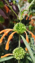 close up of a plant