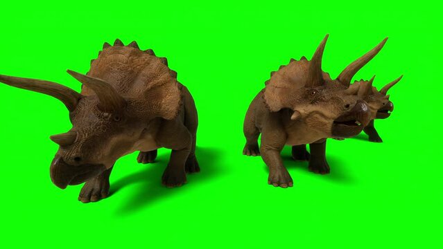 Triceratops, ceratops walking on green screen background. The Jurassic Period, Mesozoic era. 3d rendering
