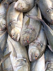 fresh fish on the market or  malar Trevally 