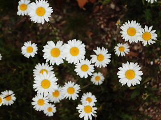 Leucanthemum vulgare, wild daisies, top view