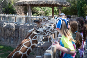 Unidentified Caucasian girls feeding lettuce leaf to a giraffe at the zoo in North Texas, America