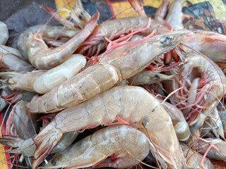 fresh shrimps on the market