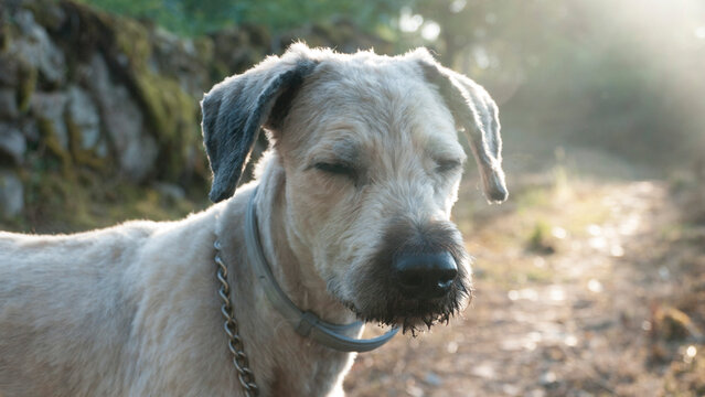 Retrato de perro gris con el pelo recién cortado con ojos cerrados