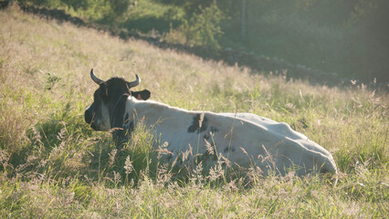 Vaca blanca y negra tumbada en ladera al atardecer