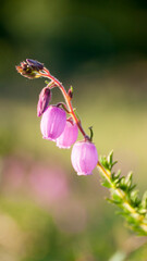 Flores acampanadas de color magenta en tallo de planta campanula silvestre