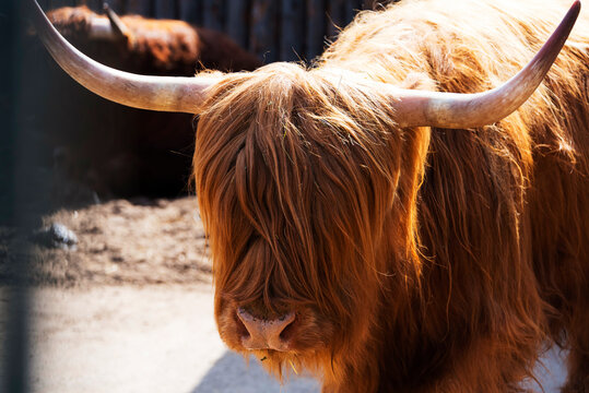 Highland (Scottish cattle) is a breed of cow with long horns and long wavy hair of different colors.