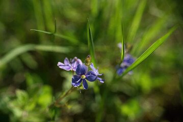 SPRING FLOWERS - Plants in sunshine in the meadow