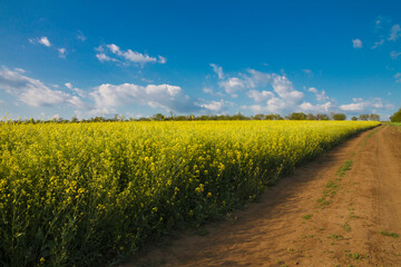 A rural road along a rapeseed field on summer day in Ukraine