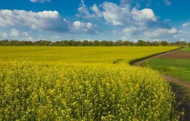 Obraz premium Rapeseed field - beautiful meadow, growing of bio oil in Ukraine 