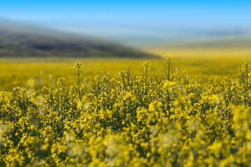 Closeup of colza rape blossom seed on the field, cultivated for bio fuel production.