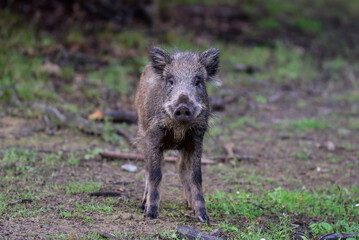 Wild boar piglet stands in summer forest and looks attentively, lower saxony, (sus scrofa), germany