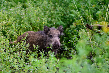 Wild boar young animals looking for food in the forest, summer, lower saxony, (sus scrofa), germany