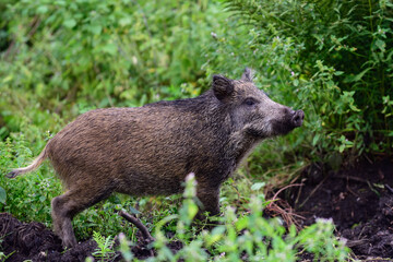 Wild boar young animal looking for food in the forest, summer, lower saxony, (sus scrofa), germany