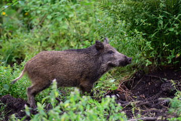 Wild boar young animal looking for food in the forest, summer, lower saxony, (sus scrofa), germany