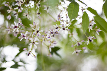 花が咲いたセンダンの木の枝