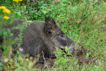 Wild boar lying on forest floor and sleeping, summer, lower saxony, (sus scrofa), germany