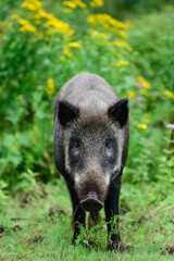 Wild boar female stands in summer forest and looks attentively, lower saxony, (sus scrofa), germany