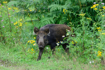 Wild boar  stands in summer forest and looks attentively, lower saxony, (sus scrofa), germany