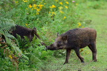 Naklejka na ściany i meble Wild boars greet each other with the nose, summer, lower saxony, (sus scrofa), germany 
