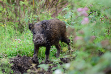 Wild boar young animals looking for food in the forest, summer, lower saxony, (sus scrofa), germany
