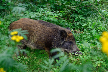 Wild boar young animal looking for food in the forest, summer, lower saxony, (sus scrofa), germany