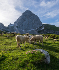Sheep below the Mangart mountain