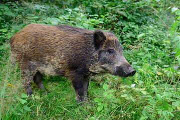 Naklejka na ściany i meble Wild boar young animal looking for food in the forest, summer, lower saxony, (sus scrofa), germany