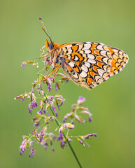 Butterfly, Knapweed Fritillary - Melitaea phoebe