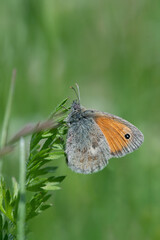 Small heath butterfly (Coenonympha pamphilus) rests on a blade of grass.