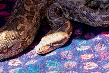 An Indian rock python with a snake charmer
