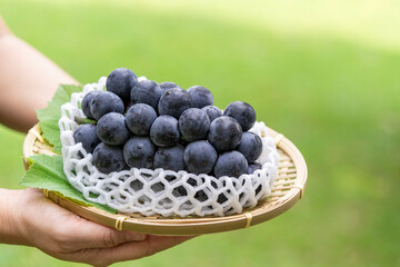 Gardener hand holding pulp of tasty organic bunch of black grapes on blur background, Fresh Kyoho...