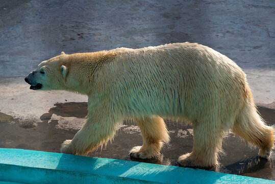 Polar bear (Ursus maritimus) is the planet's largest land predator