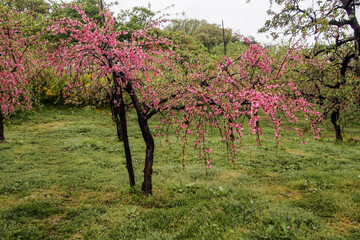 Fototapeta premium Beautiful blooming peach trees at Hanamomo no Sato,Iizaka Onsen,Fukushima,Japan