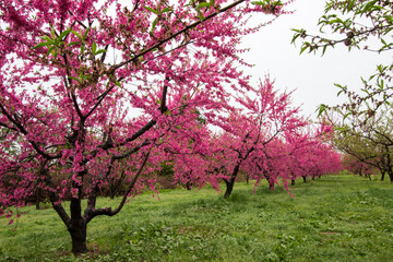 Beautiful blooming peach trees at Hanamomo no Sato,Iizaka Onsen,Fukushima,Japan