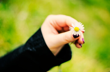 Holding a small daisy in hand on green grass background in the park