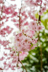 Beautiful pink Shidarezakura(Weeping Cherry) on the Nicchu Line,Kitakata,Fukushima,Tohoku,Japan