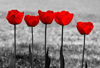 Five red tulips in a single color red